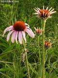 blacksamson echinacea